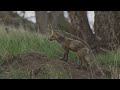 A fox and a badger fight in Yellowstone - the whole story