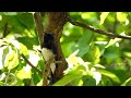 オオルリ(雄)の鳴き声 / Blue-and-White Flycatcher (male) singing