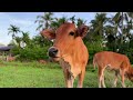 Video of Cows Roaming in Green Grass Fields - Cowherd in the village