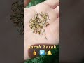 Harvest Fennel Seeds With Me!