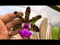 Lindas florações de minhas orquídeas, mas tem um inseto comendo brotos, folhas e botões!🦗🦗☝🏻