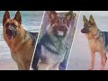King Shepherd Vs German Shepherd - Difference between the two dog breeds