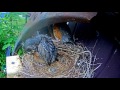 Robins leaving the nest - cam 2