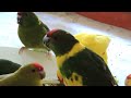 Kakariky-Kecske papagáj