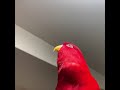 Red Bird Ascends