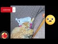 Funny ANIMALS Video 2024_🤣 FUNNY VIDEO With Dogs And CATs 🤣😺 CUTE Animals video 2024😺 part 64