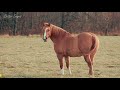 Arabian Horse vs Quarter Horse