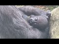 Gorilla Fun