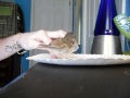 Feeding my baby sparrow