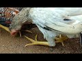 Ayam Hias Ekor Panjang Paruh Pendek Aseel Parrot BLT
