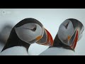 Puffins Reunite with Their Lifelong Mates