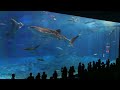 沖縄美ら海水族館　黒潮ゾーンの大水槽　２　Ｆｕｌl　ＨＤ