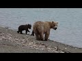 Hiking With Bears || ViralHog