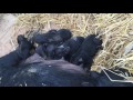 Baby American Guinea Hogs nursing.