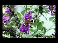 Buckeye Butterfly in my Garden