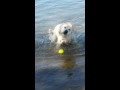 Riley swimming at Bailey Lake