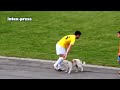7 Funny Appearances of Dogs on the Football Field