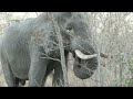 SafariLIVE Sunrise Safari - 07 July 2024