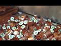 Handmade candy master's palm tree candy making - Thai street food