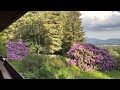 My beloved rhododendrons - Part 1 ( with my beloved cat Mucki ) / RAW