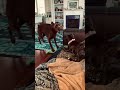 DOBERMAN 🐕‍🦺STAFFY 🦮 playing ROUGH💥🙀