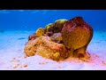 4K UNDERWATER WONDERS [60FPS] - Tropical Fish, Coral Reef - Relaxing Music & Colorful Sea Life
