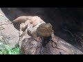 Virtual Tour of Honolulu Zoo