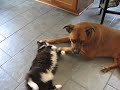 Dog on Cat LOVIN!!  This ain't natural,,,