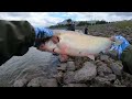 Big Shad #fishing early season Bonneville Dam, Columbia River.