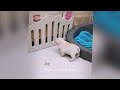 Best Cats and Dogs Videos 😻😂 Best Funny Cats Videos 2024 🤣🙀