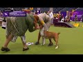 American Staffordshire Terriers | Breed Judging 2024