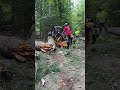 Lumberjack 6- After the Tree Falls