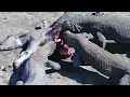 Komodo ejderleri bufaloyu diri diri infaz ettiler #animals #belgesel
