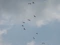 Roseate Spoonbill Flyover at Lake Apopka Restoration Area in Florida