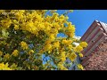 Amazing gorgeous mimosa blooming at a shrine in Tokyo 4k 2024 japan 青空に映える蔵前神社のミモザ 東京 桜