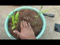 Easiest way to grow ginger | ఇంట్లో అల్లం సులువుగా ఎలా పెంచాలి?