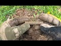 Minelab Manticore First Test CRAZY Ten Hole Live Dig Finds SILVER Ring And Much More