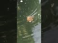 Terrapin in a sea river, Chiba Japan