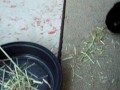 Bunny flips hay onto himself and then flips out