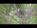 Guys getting chainsaw stuck in tree