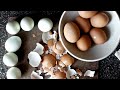 More eggs | Ep. 1136
