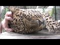 Olha a reação do Leopardo ao ver homem que o salvou