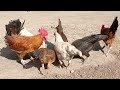 Menetaskan Telur Ayam Kampung Yudistira Aky Elba Ayam Siam Ayam Hias Ekor Lidi  Panjang Aseel Parrot