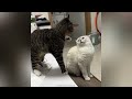 Funny ANIMALS videos 🤣 Funniest CATS😺 and DOGS🐶 2024