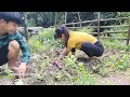 Harvesting red sweet potato garden go sell in the village / triệu muội muội