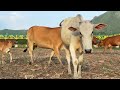 Suara Sapi Lucu Memanggil Lembu Jinak Berkeliaran di peternakan sapi - Suara Sapi Lembu