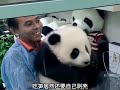 Malaysia nuannuan panda 最喜欢大熊猫的国家马来西亚，本以为是熊猫打工，谁知道出国当祖宗