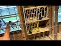2024 Pigeon Breeding Part 1