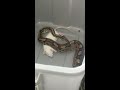 Python eating a rat  (part 1)