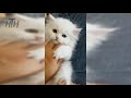 CUTE PERSIAN KITTENS 😍 Persian Kitten Videos AWW